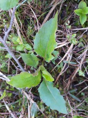 Solidago macrophylla