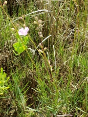 Agalinis maritima