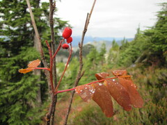 Sorbus sitchensis