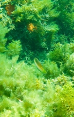 Austrolabrus maculatus