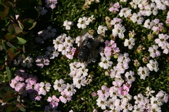 Calliphora vomitoria