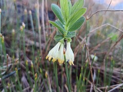 Lonicera villosa