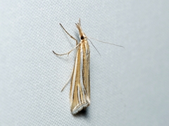 Hednota relatalis