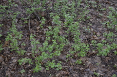 Ribes alpinum