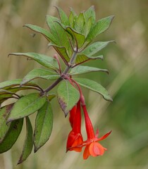 Fuchsia ayavacensis