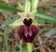 Ophrys sphegodes atrata