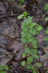 Ribes alpinum