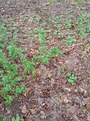 Ribes alpinum