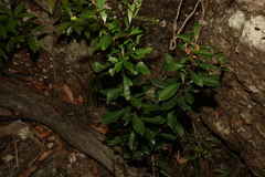 Tristaniopsis laurina