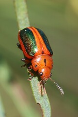 Calomela curtisi