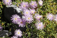 Lampranthus falciformis