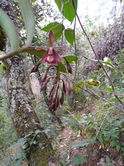 Epidendrum radioferens
