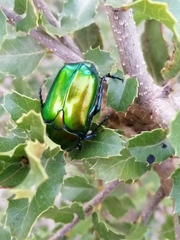 Protaetia cuprea ignicollis