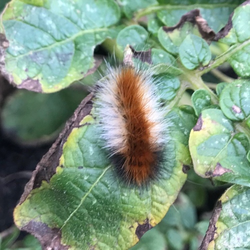 Virginian tiger moth