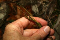 Carex brunnea