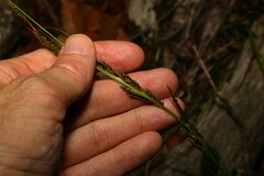 Carex brunnea