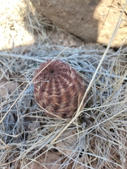 Echinocereus reichenbachii