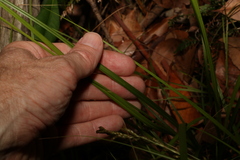Carex brunnea