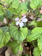 Viola ocellata