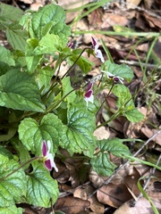 Viola ocellata