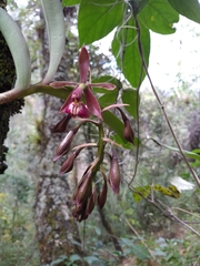 Epidendrum radioferens