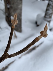 Viburnum lantanoides