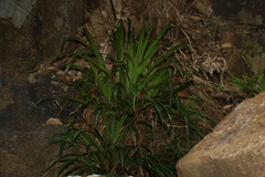 Helmholtzia glaberrima