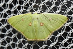 Comostola leucomerata