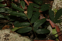 Austrosteenisia glabristyla