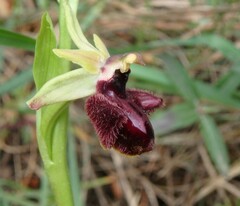 Ophrys sphegodes atrata