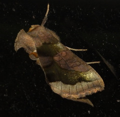 Diachrysia chrysitis