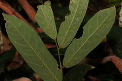 Austrosteenisia glabristyla