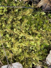 Aulacomnium palustre