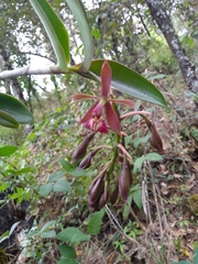 Epidendrum radioferens
