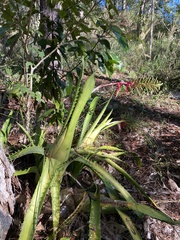 Aechmea bracteata
