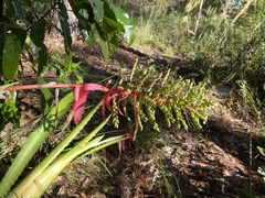 Aechmea bracteata