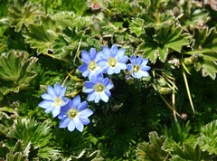Gentiana sedifolia