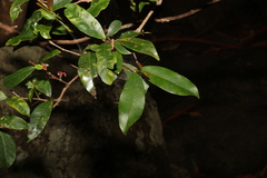 Syzygium australe