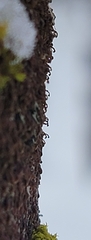 Frullania bolanderi