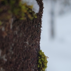Frullania bolanderi