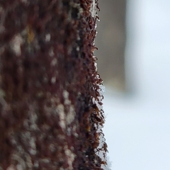 Frullania bolanderi