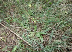 Ophrys sphegodes atrata