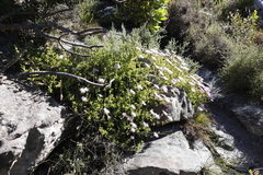 Lampranthus falciformis