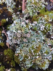 Cladonia magyarica