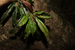 Elaeocarpus kirtonii