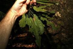 Elaeocarpus kirtonii