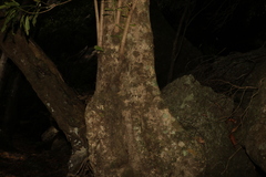 Elaeocarpus kirtonii