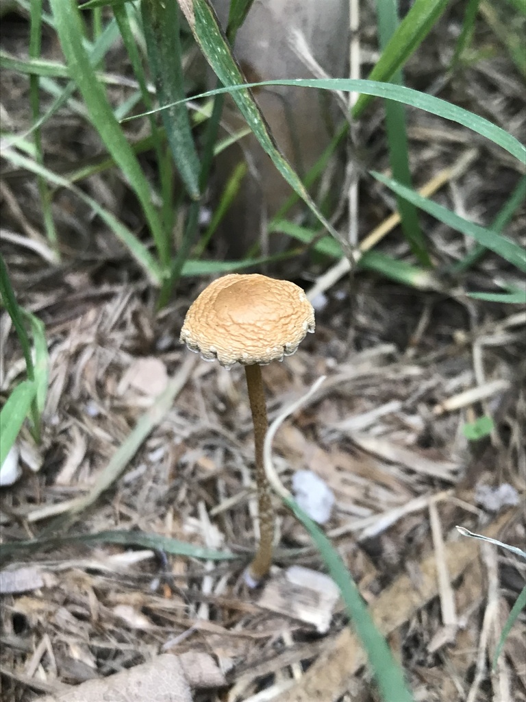 Agrocybe pediades · January 2023 · photo: © tutitah (iNaturalist, cc0)