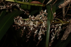 Helmholtzia glaberrima