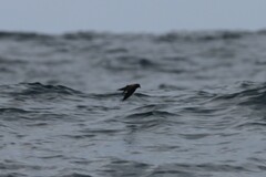 Hydrobates microsoma
